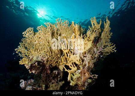 Netzbrandkorallen (Millepora dichotoma) im Abendlicht. Tauchplatz House Reef, Mangrove Bay, El Quesir, Rotes Meer, Ägypten Stockfoto