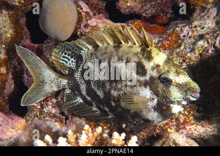 Gefleckte Kaninchen (Siganus stellatus laqueus), Kaninchen, Nachtfärbung, Abu Fendera Riff Tauchplatz, Ägypten, Rotes Meer Stockfoto