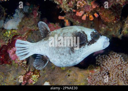 Maskierter Kugelfisch (Arothron diadematus), Tauchplatz am Hausriff, Mangrove Bay, El Quesir, Rotes Meer, Ägypten Stockfoto