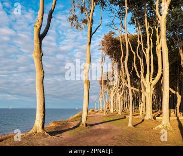 Der Geisterwald von Nienhagen an der Ostseeküste, Nienhagen, Mecklenburg-Vorpommern, Deutschland Stockfoto