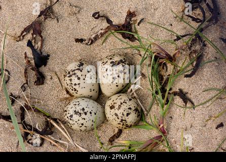 Ringpfeifer (Charadrius hiaticula) vier Eier im Nest, auf Sand in Flussmündung, Lahinch, Liscannor Bay, County Clare, Irland Stockfoto