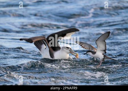 Erwachsener Albatross (Thalassarche Steadi) und Buller's Shearwater (Puffinus bulleri) kämpfen um Fischreste auf See vor Neuseeland Stockfoto