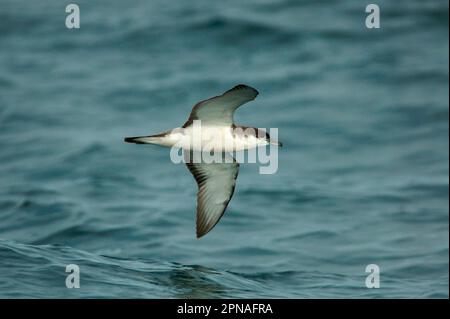 Bullers Scherwasser (Puffinus bulleri), Erwachsener, im Flug, tief über dem Meer, Little Barrier Island, Neuseeland Stockfoto