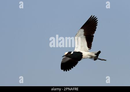 Schmied Plover (Vanellus armatus), Erwachsener, im Flug, Chobe River, Chobe N. P. Botswana Stockfoto