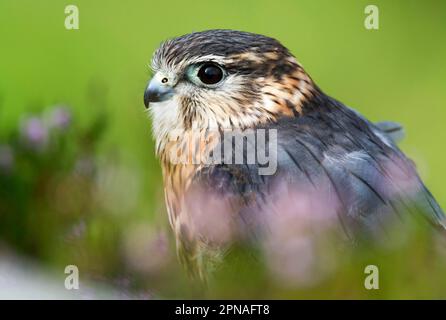 Merlin (Falco columbarius) männlich, männlich, auf Heidemoorland, Yorkshire, England, August (in Gefangenschaft) Stockfoto