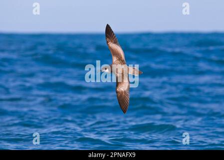 Graues Schierwasser, Schlauchnase, Tiere, Vögel, Buller's Shearwater (Puffinus bulleri), Erwachsener, im Flug über Meer, Kaikoura, Südinsel, Neuseeland Stockfoto