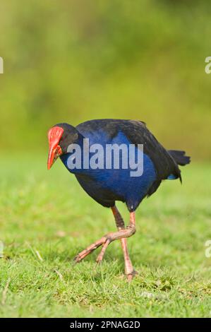 Lila Rebhuhn, Violette Moorhuhn, Violette Schiene, Violette Schienen, Schienen, Tiere, Vögel, Pukeko (Porphyrio porphyrio melanotus) Erwachsene, auf Gras gehen Stockfoto