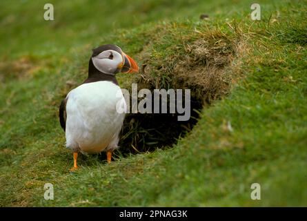 Puffin (Fratercula Arctica), einer neben der Burrow, Skomer Island, Wales (S) Stockfoto