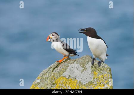 Puffin (Fratercula arctica), Erwachsener, mit Sandaalen im Schnabel, Rasierpferd (Alca torda), ruft, steht auf Felsen, Saläische Inseln, Irland Stockfoto