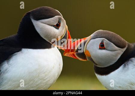 Atlantischer Papageientaucher (Fratercula arctica), Erwachsenenpaar, Sommerzucht, Nahaufnahme der Köpfe, Schnabeltier, Skomer-Insel, Pembrokeshire, Wales, Vereinigtes Königreich Stockfoto