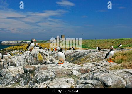 Puffin (Fratercula arctica), Erwachsene, Kolonie auf Felsen im Habitat, Staple Island, Farne Islands, Northumberland, England, Vereinigtes Königreich Stockfoto