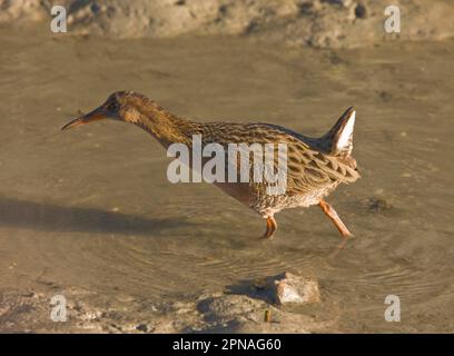 California Clapper Rail (Rallus longirostris obsoletus), Erwachsener, Waten in flachem Wasser, San Francisco Bay, utricularia ochroleuca (U.) (U.) S. A. Stockfoto