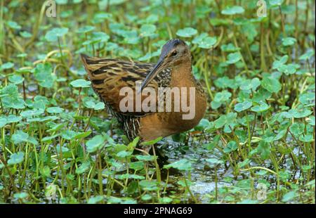 King Rail, King Rails, Rails, Tiere, Vögel, King Rail (Rallus elegans), Erwachsene, Fütterung im Sumpf, utricularia ochroleuca (U.) (U.) S.A. Stockfoto