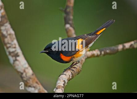 American Redstart (Setophaga ruticilla) männlich, männlich, hoch oben auf dem Ast, Port Antonio, Jamaika Stockfoto