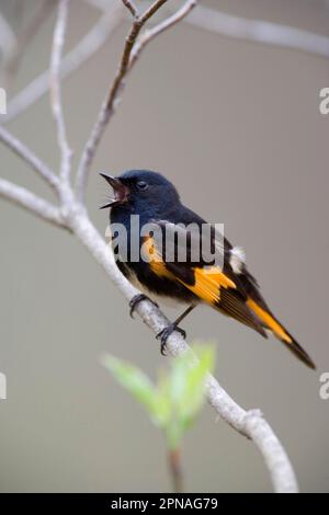 American Redstart (Setophaga ruticilla), männlich, gesungen, hoch oben auf Zweig (U.) S. A. Stockfoto