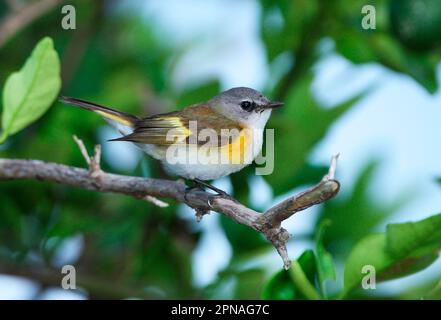 American Redstart (Setophaga ruticilla), weiblich, hoch oben auf dem Zweig, Linstead, Jamaika Stockfoto