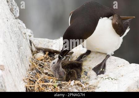 Razorbill (Alca torda), ausgewachsen, Küken im Nest füttern, Inner Farns, Fern Islands, Northumberland, England, Sommer Stockfoto