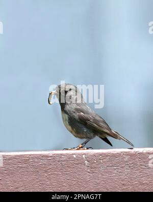 Stewart Island Robin (Petroica australis rakiura), männlich, geringelt, mit Essen im Schnabel, Stewart Island, Neuseeland Stockfoto