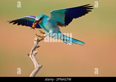 blauer europäischer Roller (Coracias garrulus), Erwachsener, im Flug, auf dem Ast absteigend, mit europäischem Maulwurfgrillen (Gryllotalpa gryllotalpa) im Schnabel Stockfoto