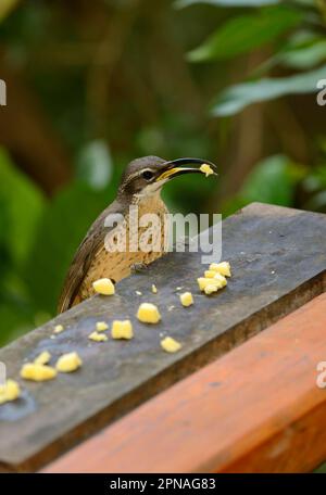 Prachtvolles Riflebird (Ptiloris Magnificus), Erwachsene Frau, Fütterung von Klumpen Käse bei Garden Birdtable, Queensland, Australien Stockfoto