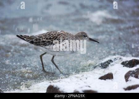 Ruff (Philomachus pugnax) unreif, während des Schneefalls auf Eis stehend, Martin Mere, Lancashire, England, Vereinigtes Königreich Stockfoto