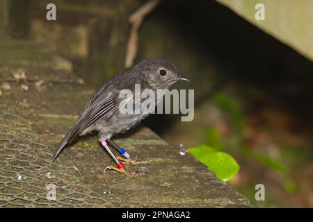 Nordinsel Robin (Petroica longipes) Erwachsener, trägt Beinringe, Tiritiri Matangi Island, Hauraki Golf, Nordinsel, Neuseeland Stockfoto