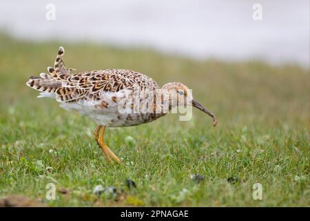 Ruff (Philomachus pugnax), Tiere, Vögel, Waders, Ruff Erwachsene weiblich, Sommerzucht, Essen von Essen, Cley, Norfolk, England, Vereinigtes Königreich Stockfoto