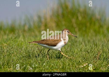 Gewöhnlicher Sandpfeifer (Actitis hypoleucos) Erwachsener beim Gehen Stockfoto