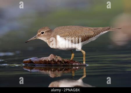 Gewöhnlicher Sandpiper (Actitis hypoleucos), Erwachsener, in flachem Wasser laufen, Hongkong, China Stockfoto