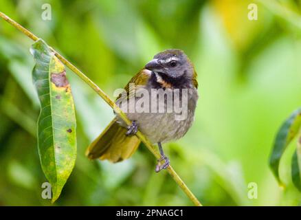 Saltator (Saltator maximus intermedius), Erwachsener, sitzt auf dem Kofferraum im Regenwald, Panama Stockfoto