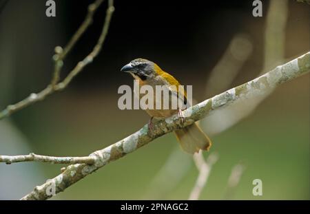 Saltator, Saltator, Singvögel, Tiere, Vögel, Saltator (Saltator Maximus) auf Venezuela Stockfoto