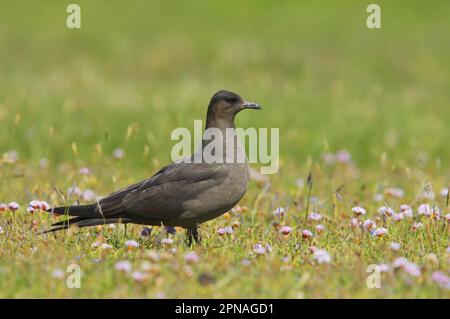 Arktische Skuas (Stercorarius parasiticus), Skua, Skuas, Möwen, Tiere, Vögel, arktische Skua dunkle Phase, erwachsen, stehen inmitten sparsamer Zucht Stockfoto