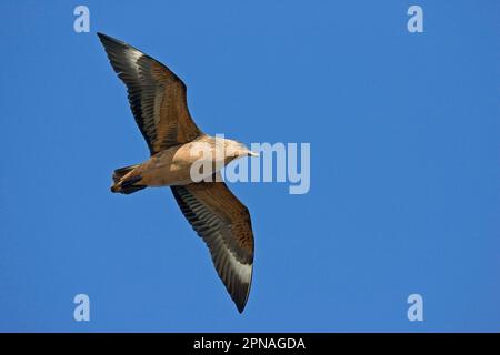 Stercorarius antarctica, Brown skuas, Brown skua, Brown skuas, Skua, Skuas, Gulls, Gulls, Tiere, Vögel, Antarktis-Skua (Catharacta antarctica) Stockfoto