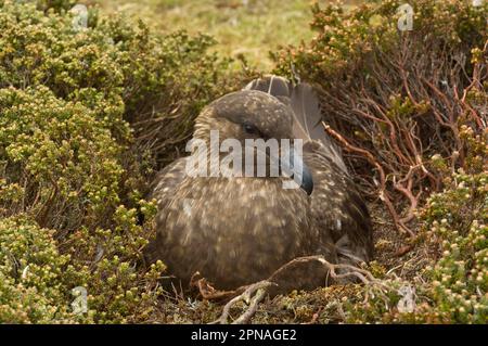 Stercorarius antarctica, Brown skuas, Brown Skua, Brown Skuas, Skua, Skuas, Gulls, Tiere, Vögel, Skua (Catharacta antarctica) für Erwachsene Stockfoto