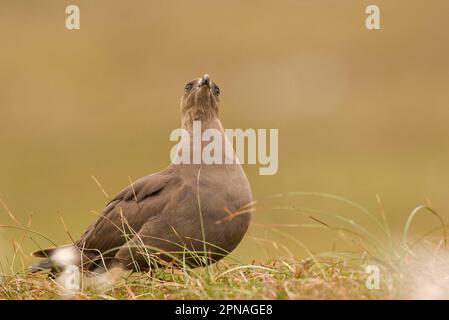 Arctic Skua (Stercorarius parasiticus), Erwachsener, dunkle Phase, Blick nach oben nach Gefahr, Shetland Islands, Schottland, Vereinigtes Königreich Stockfoto