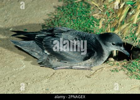 Kurzschwanz-Scherenwasser (Puffinus tenuirostris), Schlauchnase, Tiere, Vögel, Kurzschwanz-Scherenwasser, das auf Sand sitzt, Australien Stockfoto