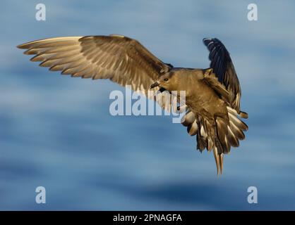Arktische Skua (Stercorarius parasiticus) dunkle Form, Erwachsener, im Flug, Landung auf Küstenklippen, im Abendsonnenlicht, Shetland Inseln, Schottland Stockfoto