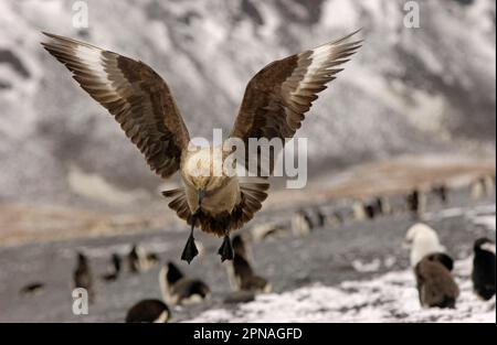 Stercorarius antarctica, Brown skuas, Brown skua, Brown skuas, Skua, Skuas, Gulls, Gulls, Tiere, Vögel, Antarktis Skua (Catharacta antarctica) in Stockfoto