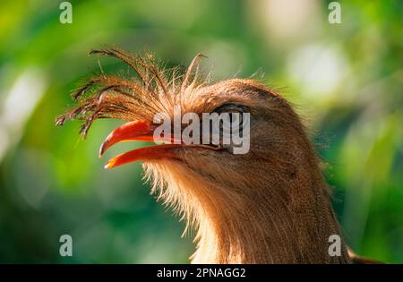 Schlangenstorch, Schlangenstorch, Seriema, Seriemas, Rotbein-Seriema, Rotbeinserien (Cariama cristata), Tiere, Vögel, Redlegged Seriema Close Stockfoto