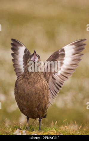 Great Skua (Stercorarius skua), Erwachsener, Anrufer und Flügelstrecken, territoriale Darstellung zum Skua vorbei, Shetland Islands, Schottland, United Stockfoto