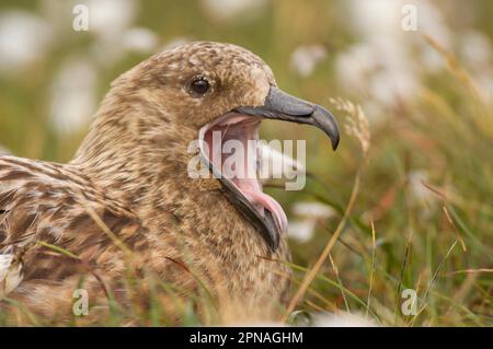 Great Skua (Stercorarius skua), Erwachsener, Gähnen, Nahaufnahme des Kopfes, ruhend auf offenem Moorland, Shetland Islands, Schottland, Vereinigtes Königreich Stockfoto