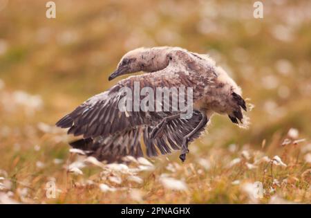 Große Skua (Stercorarius skua)-Tussi, die versucht, durch Sprung vom Boden abzuheben, Shetland Islands, Schottland, Vereinigtes Königreich Stockfoto