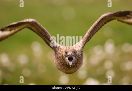 Great Skua (Stercorarius skua) Erwachsener, im Flug, aggressive territoriale Darstellung, direkt auf den Fotografen, Shetland Islands, Schottland, United Stockfoto