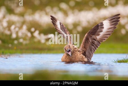 Great Skua (Stercorarius skua), Erwachsener, Baden, Anrufen und Flügeldehnung, territoriale Darstellung nach skua, Shetland Islands, Schottland, United Stockfoto