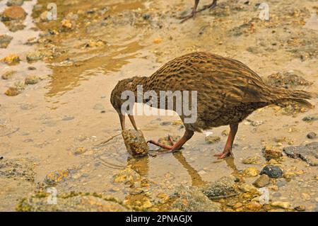 Stewart Island Weka (Gallirallus australis scotti), Erwachsener, Futtersuche, Steine werfen in den Felsenpool am Strand, Stewart Island, Neuseeland Stockfoto