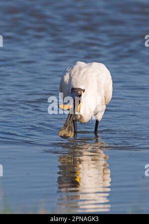 Eurasian Spoonbill (Platalea leucorodia), Erwachsene, Fütterung in Wasser, Cley, Norfolk, England, Vereinigtes Königreich Stockfoto