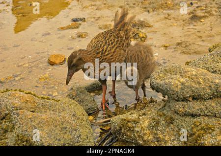 Stewart Island Weka (Gallirallus australis scotti), Erwachsener mit Jugendlichen, im Felsenpool am Strand, Stewart Island, Neuseeland Stockfoto