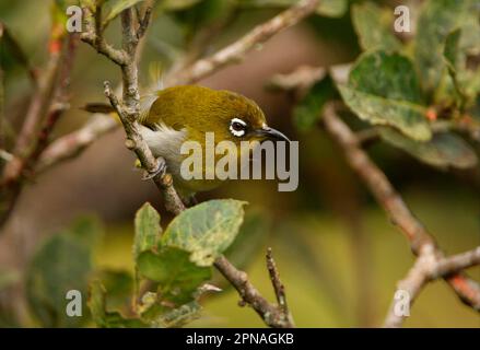 Ceylon White-Eye (Zosterops ceylonensis), Erwachsener, hoch oben auf dem Zweig, Horton Plains N. P. Sri Lanka Stockfoto