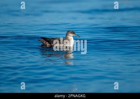 Balearische Schafe (Puffinus mauretanicus), Erwachsener, Schwimmen auf See, Algarve, Portugal Stockfoto