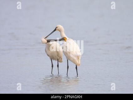 Eurasian Spoonbill (Platalea leucorodia) zwei Erwachsene, Mutual Preening, Cley Marshes, Cley-next-the-Sea, Norfolk, England, Vereinigtes Königreich Stockfoto